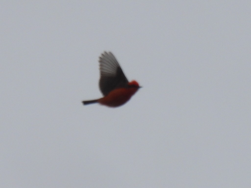 Vermilion Flycatcher - ML617459212