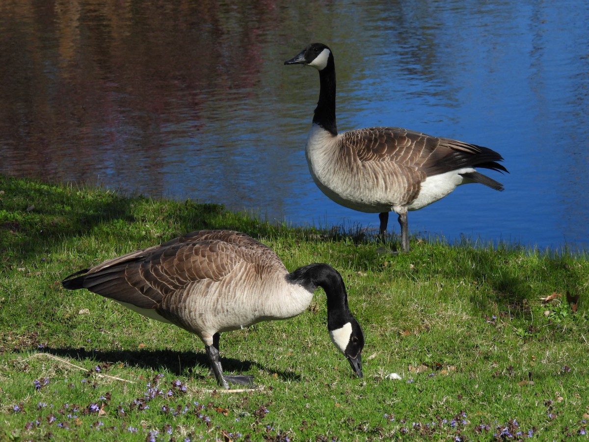 Canada Goose - Lin Johnston