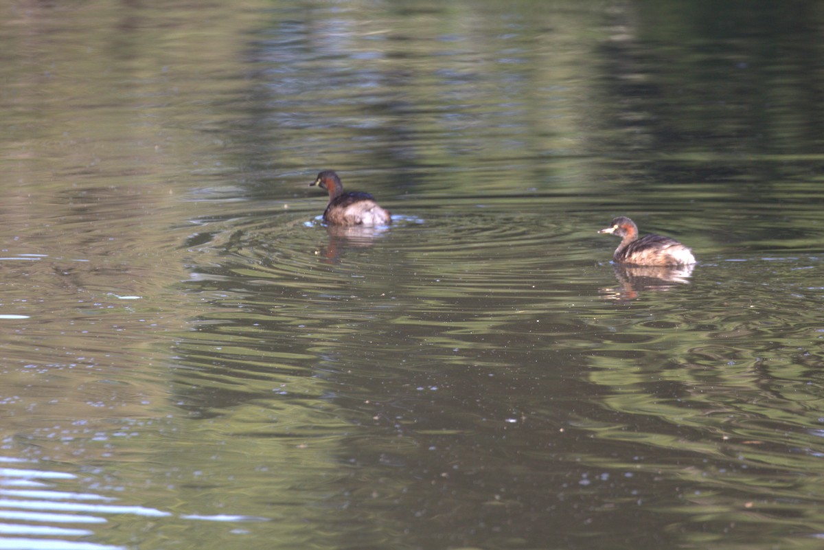 Australasian Grebe - ML617459263