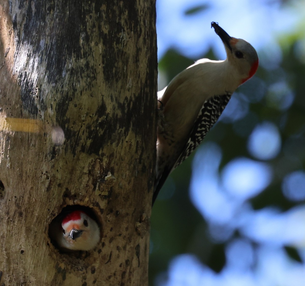 Red-bellied Woodpecker - ML617459290