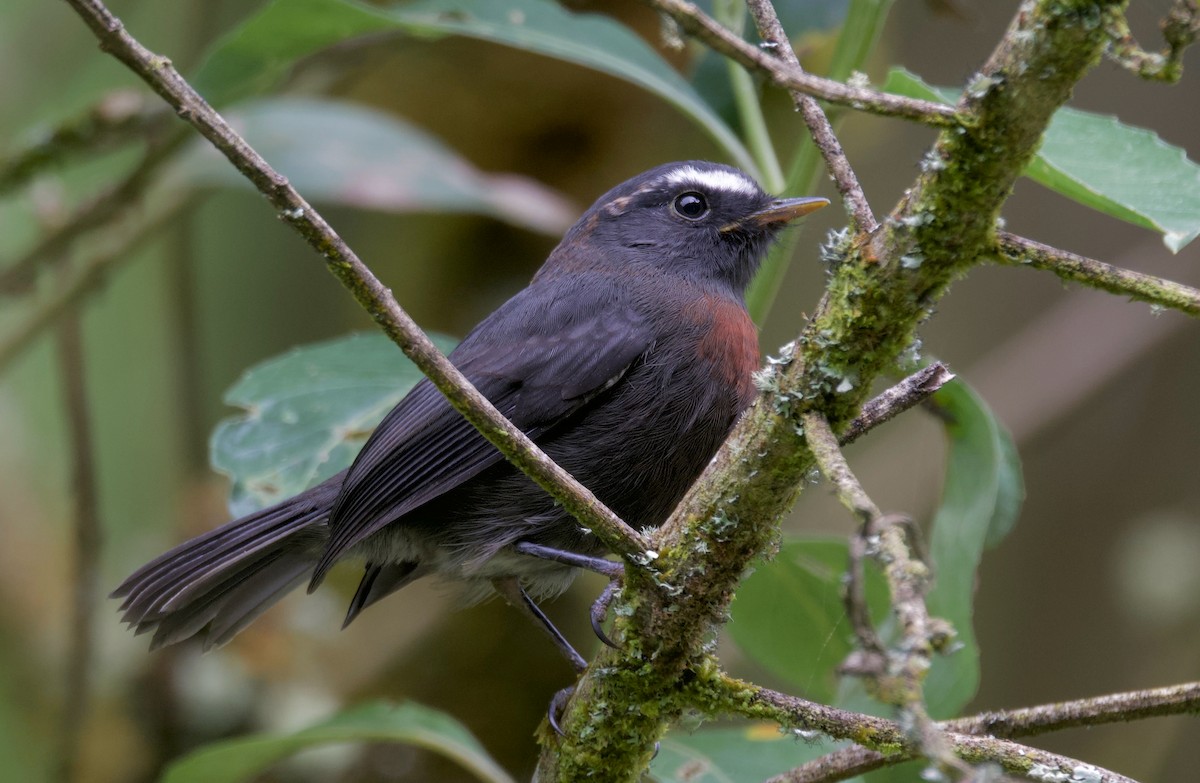 Maroon-belted Chat-Tyrant - ML617459293