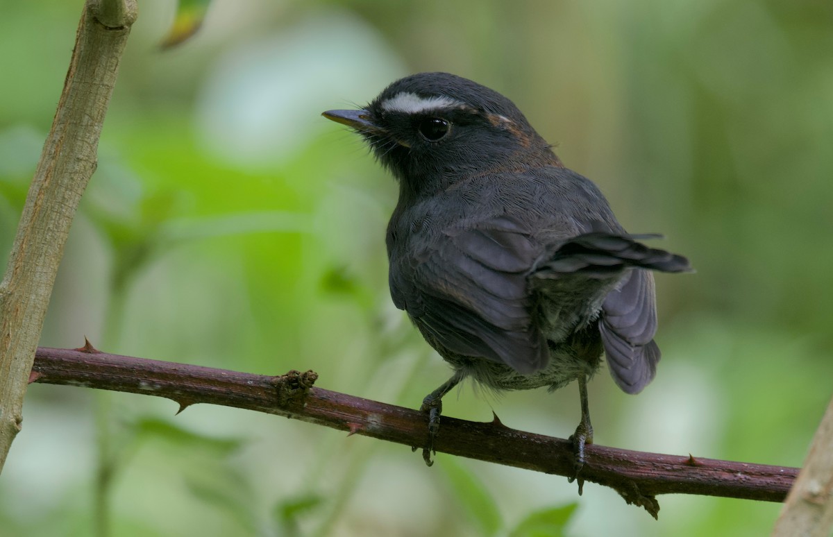 Maroon-belted Chat-Tyrant - ML617459294