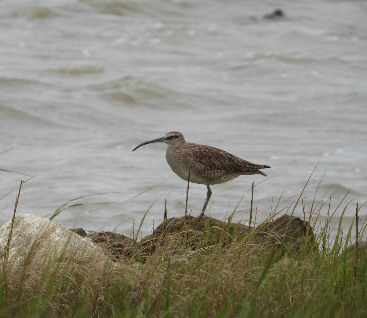 Whimbrel - Xina Jones