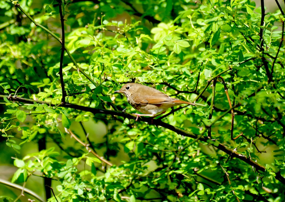 Hermit Thrush - ML617459306