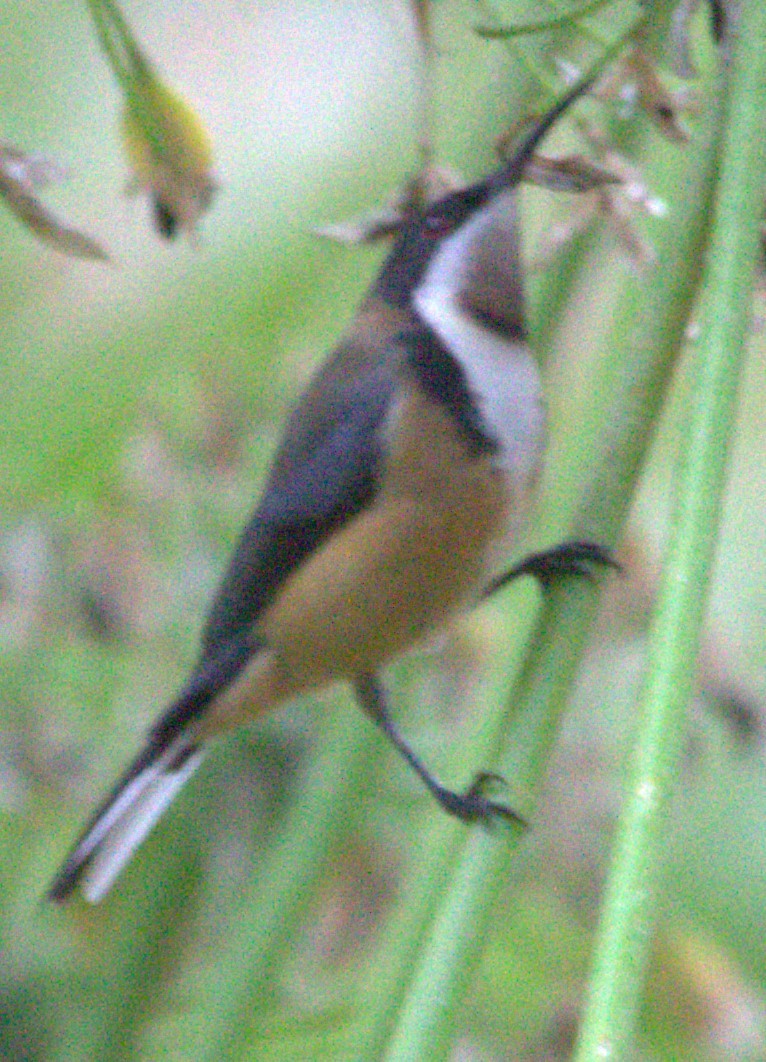 Eastern Spinebill - ML617459331