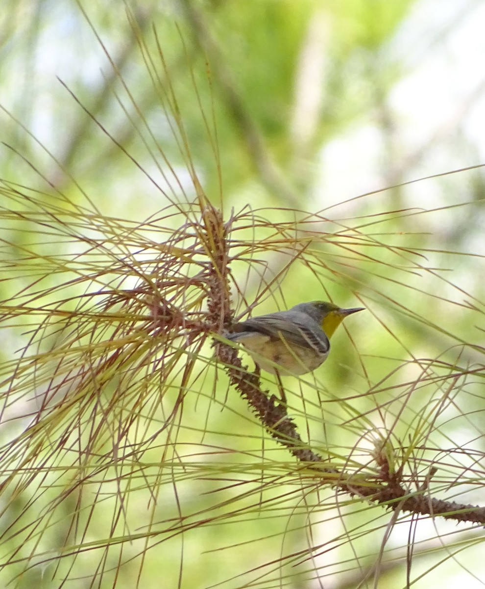 Olive-capped Warbler - Elsa Santana Figueras