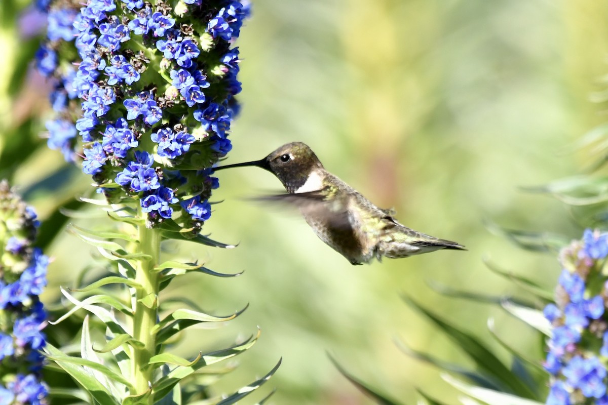 Black-chinned Hummingbird - ML617459358