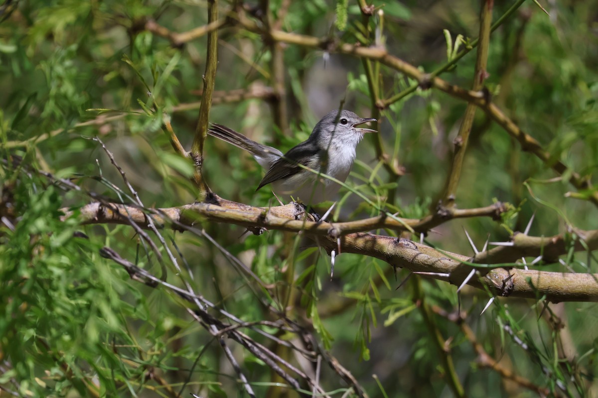 Bell's Vireo (Least) - ML617459359