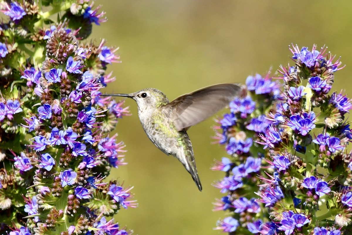 Anna's Hummingbird - ML617459360