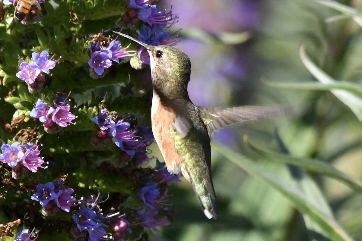 Rufous Hummingbird - ML617459369