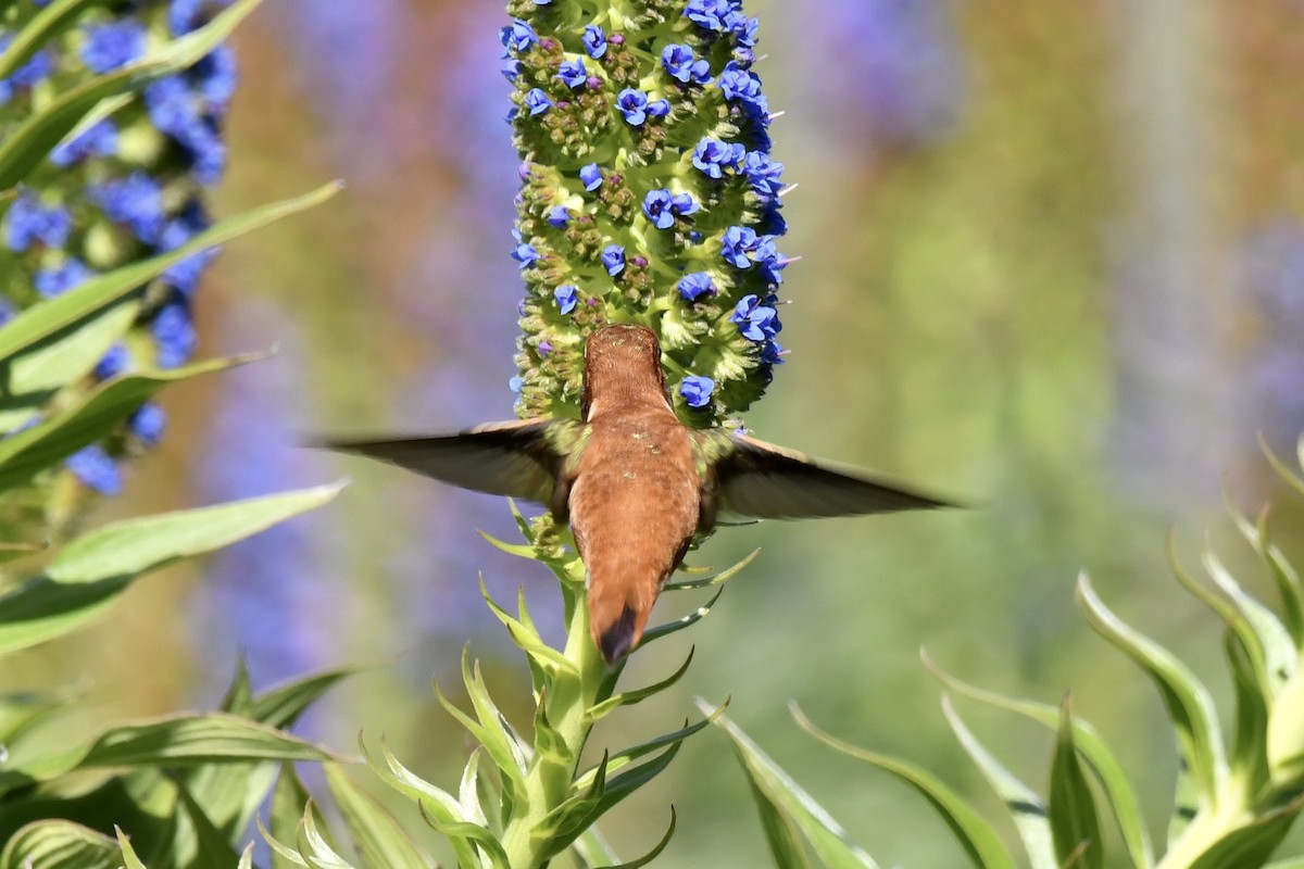 Rufous Hummingbird - ML617459370