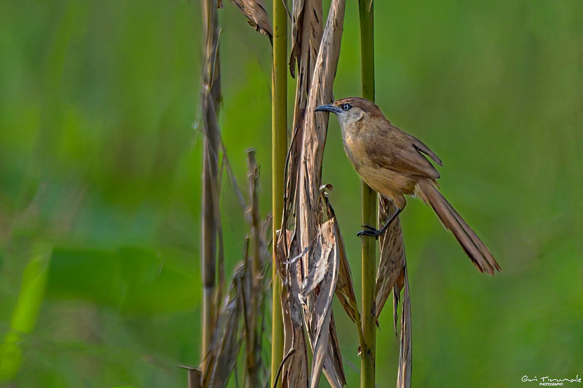 Slender-billed Babbler - ML617459373