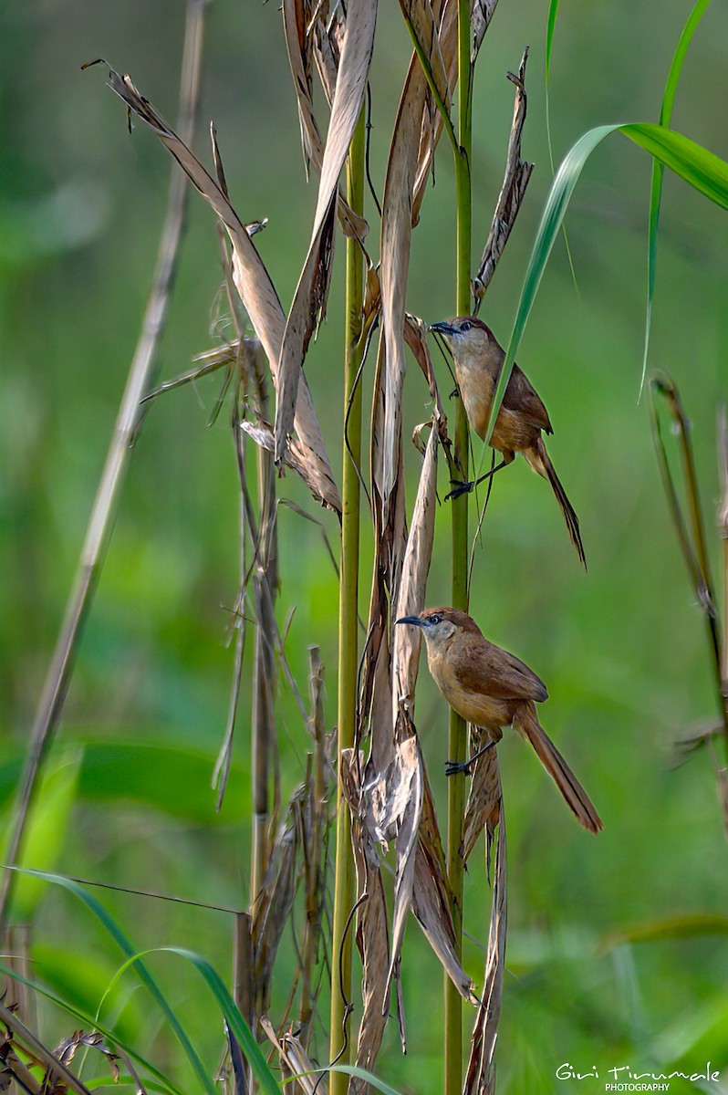 Slender-billed Babbler - ML617459374