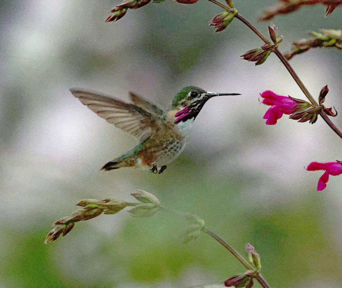 Calliope Hummingbird - ML617459382