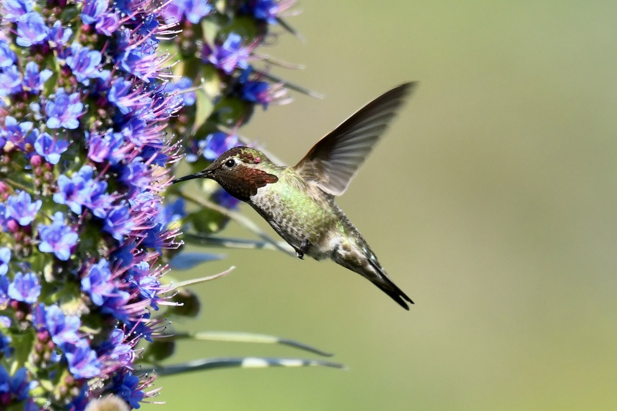 Anna's Hummingbird - ML617459383