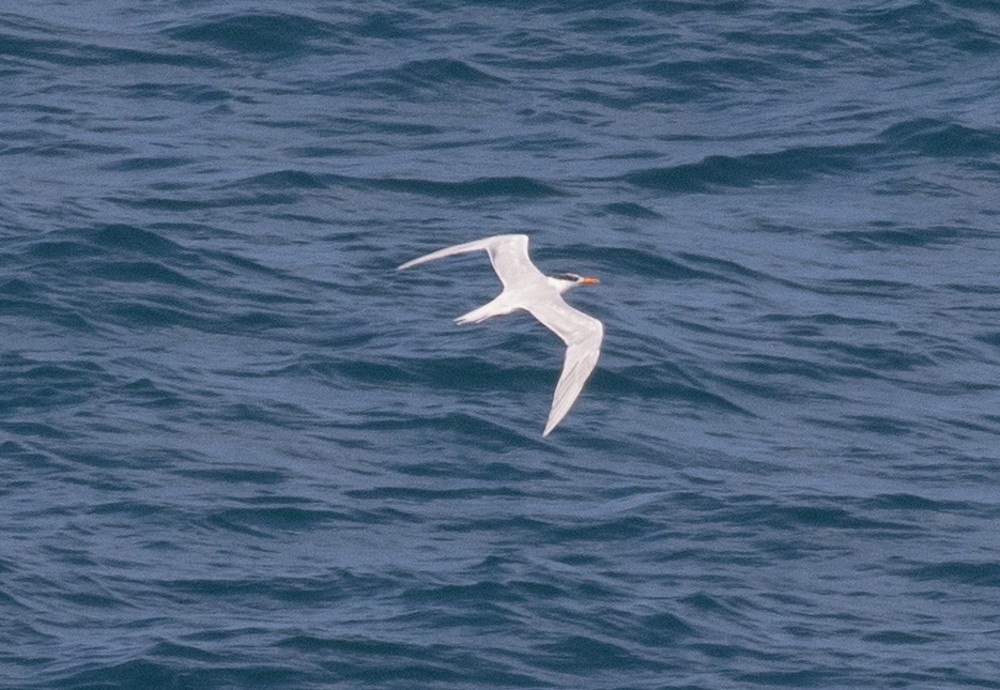 Royal Tern - ML617459411