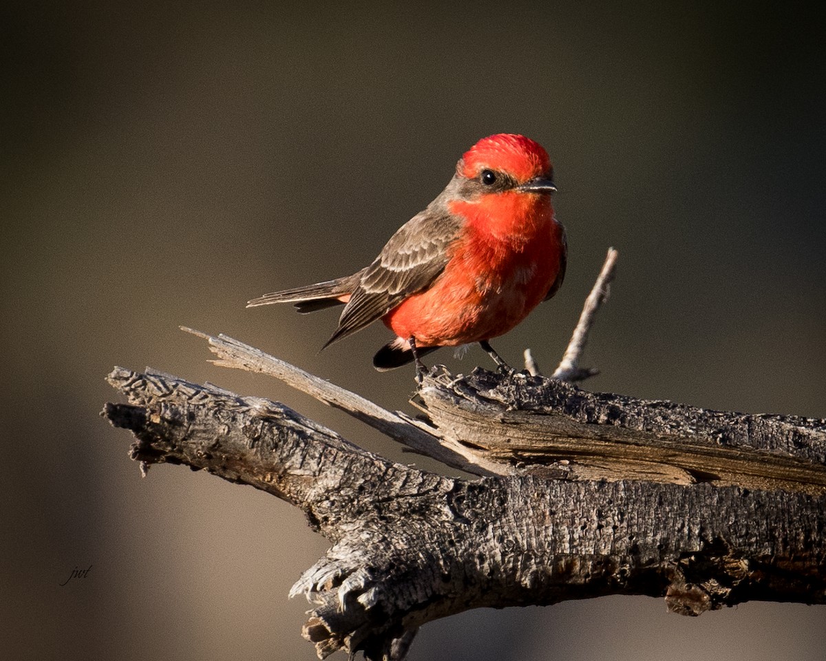 Vermilion Flycatcher - Janeal W. Thompson