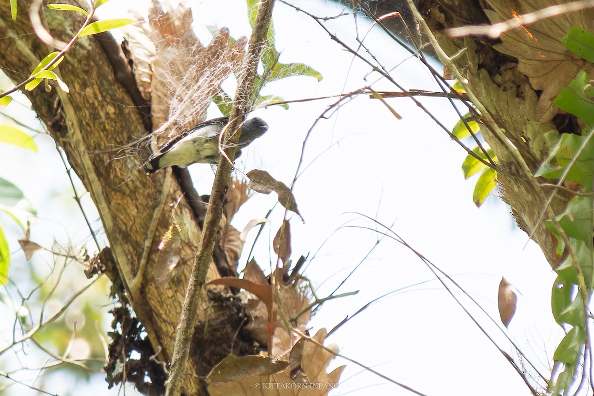 Lesser Cuckooshrike - Kittakorn Inpang