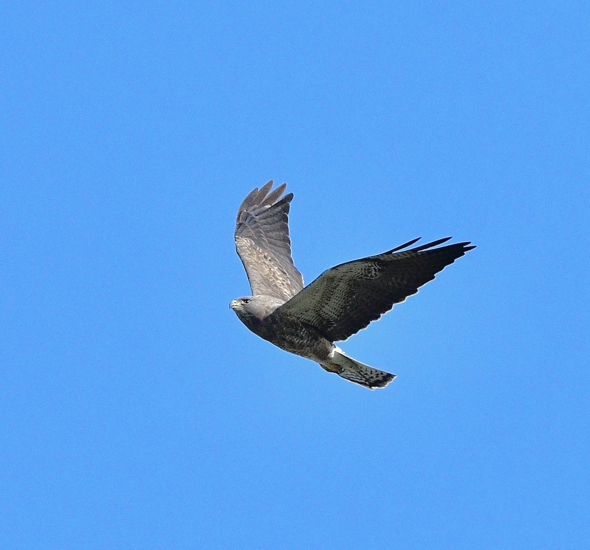 Swainson's Hawk - ML617459442