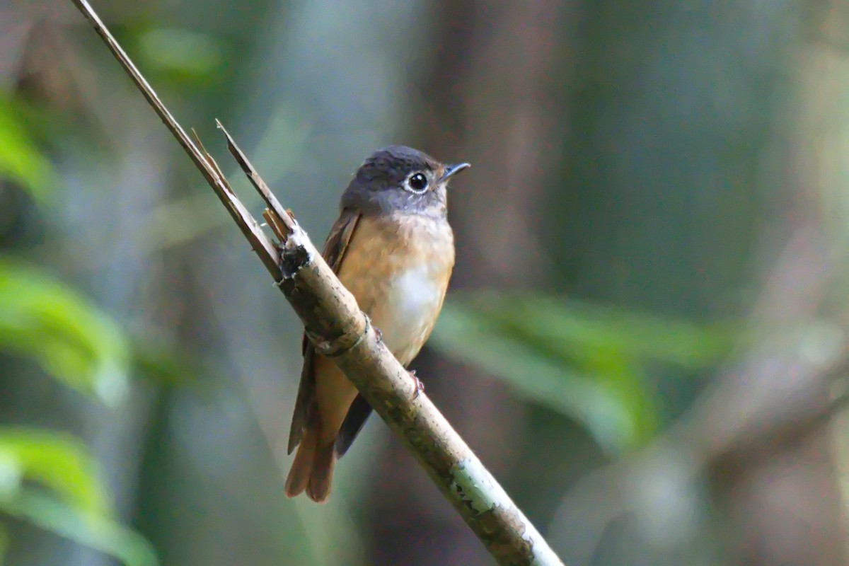 Ferruginous Flycatcher - ML617459450