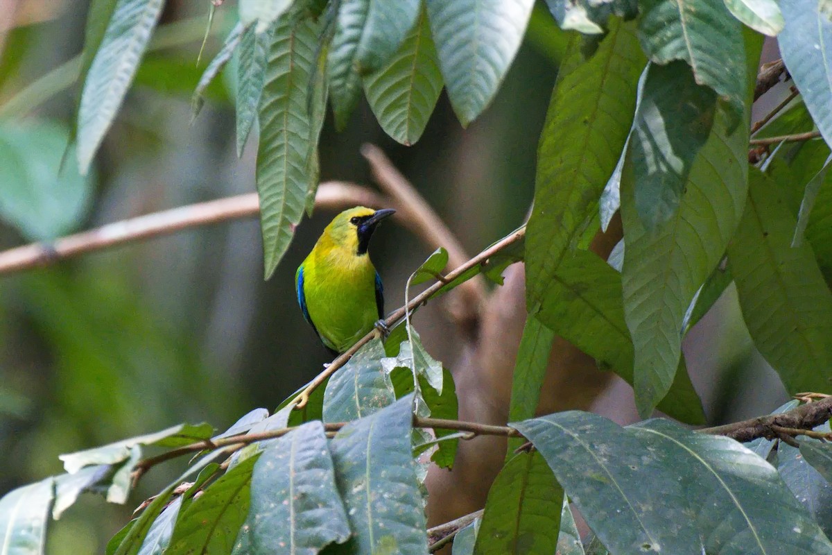 Blue-winged Leafbird - ML617459458