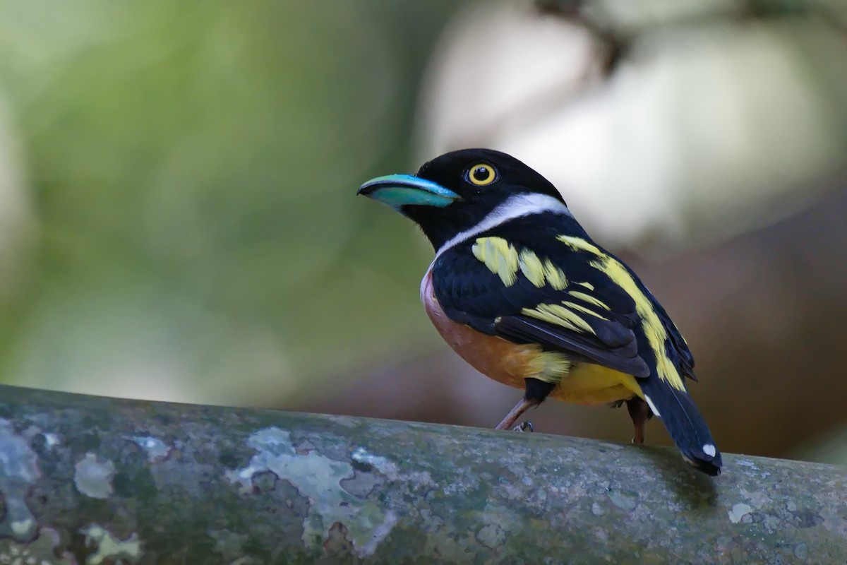 Black-and-yellow Broadbill - ML617459475