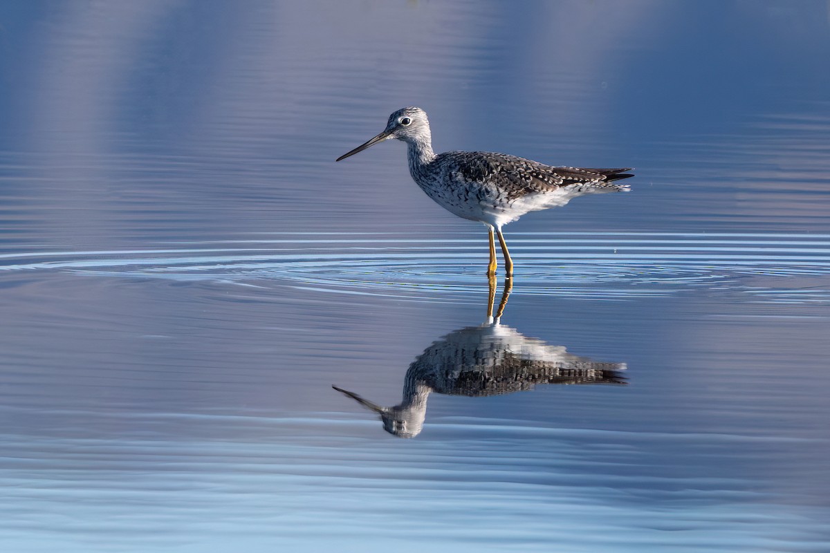 Greater Yellowlegs - ML617459502