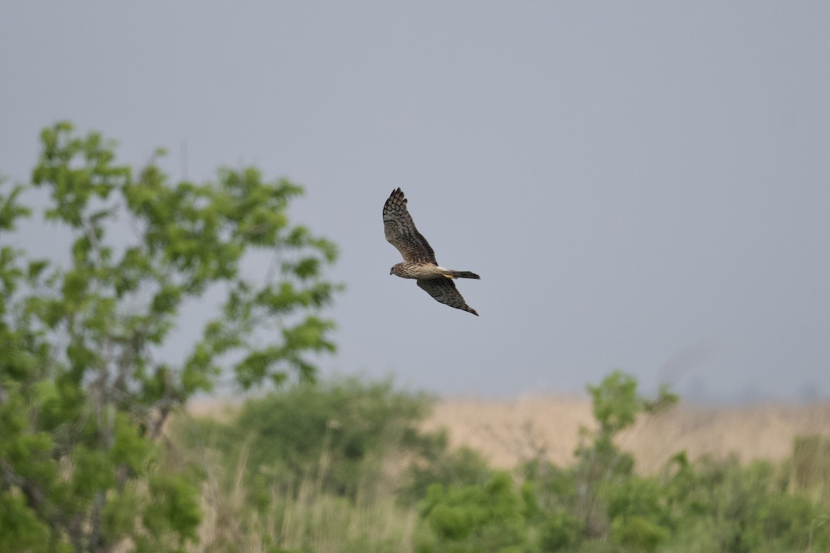 Northern Harrier - ML617459509