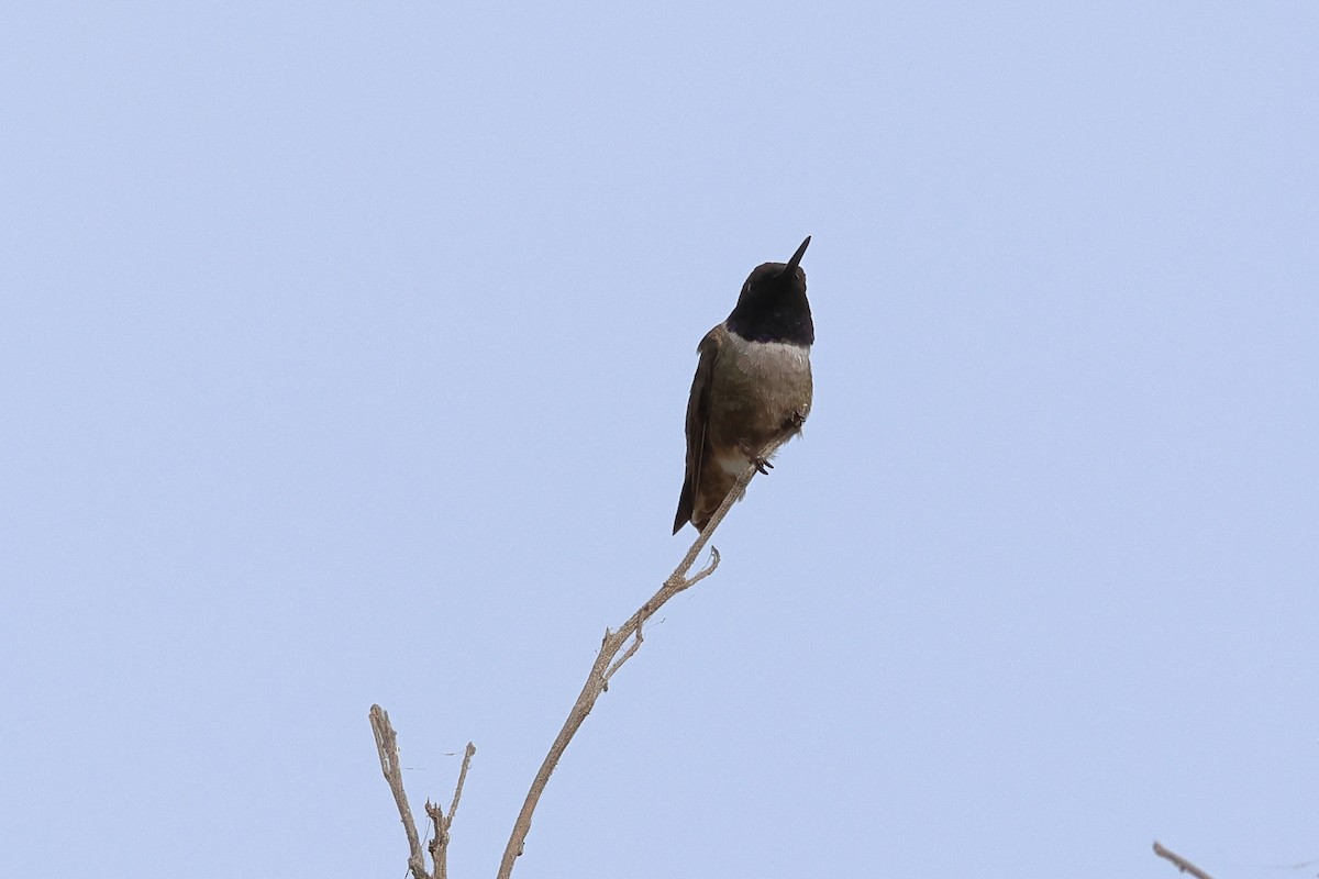 Black-chinned Hummingbird - ML617459569