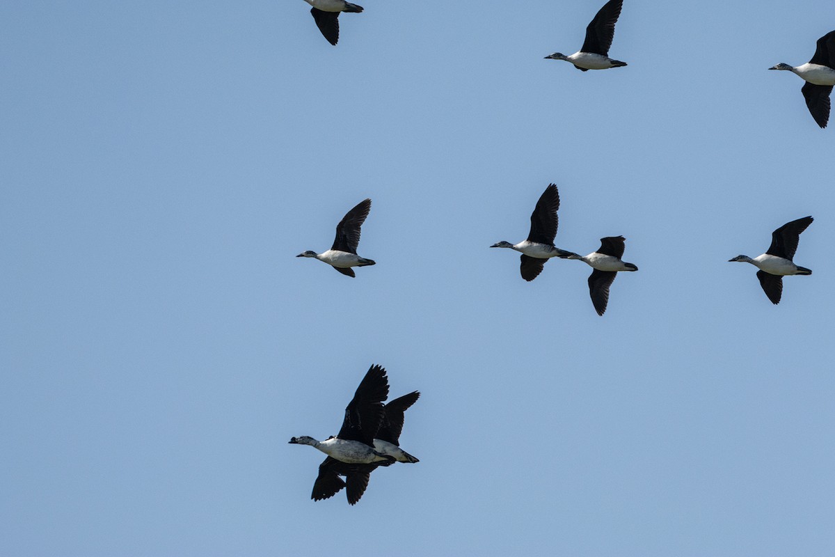 Knob-billed Duck - ML617459579