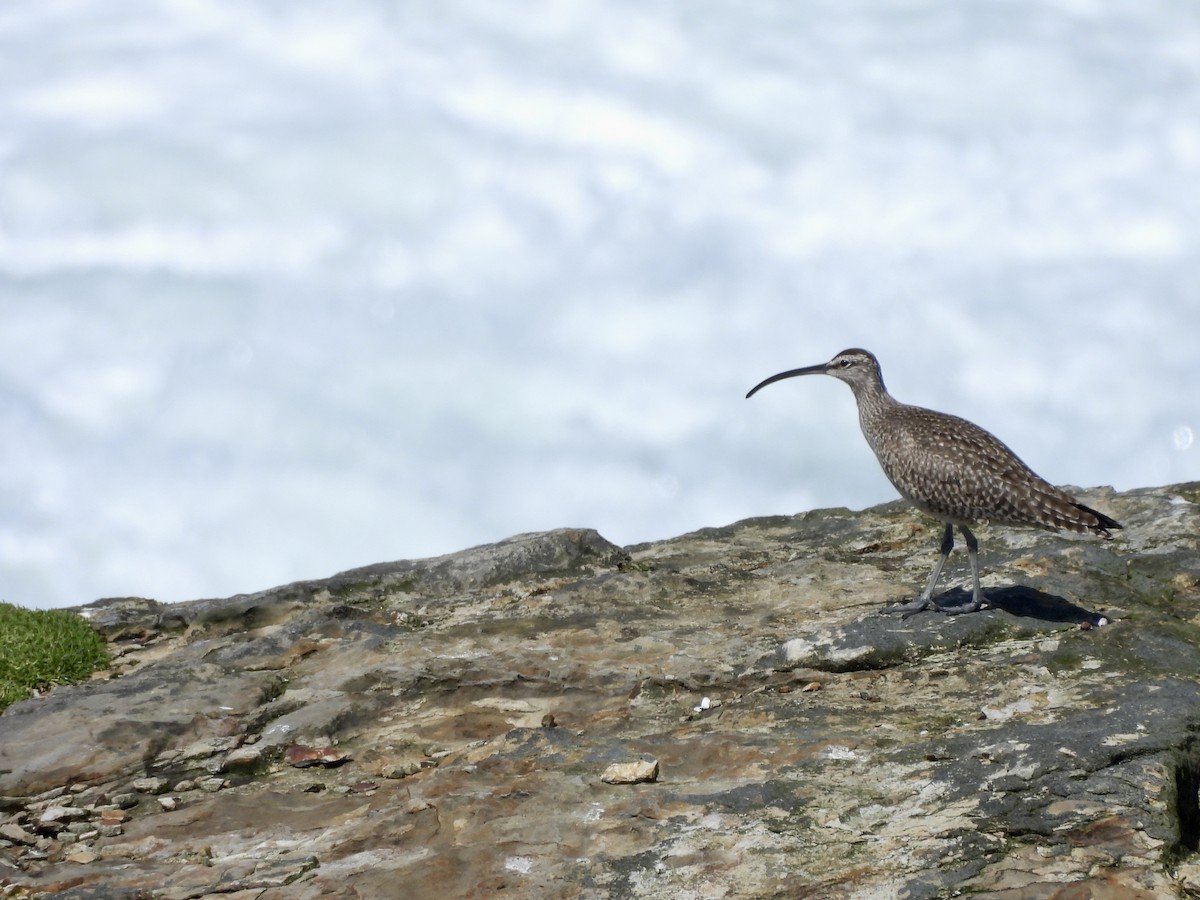 Regenbrachvogel - ML617459610