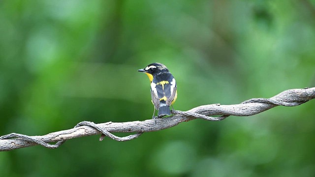 Yellow-rumped Flycatcher - ML617459612