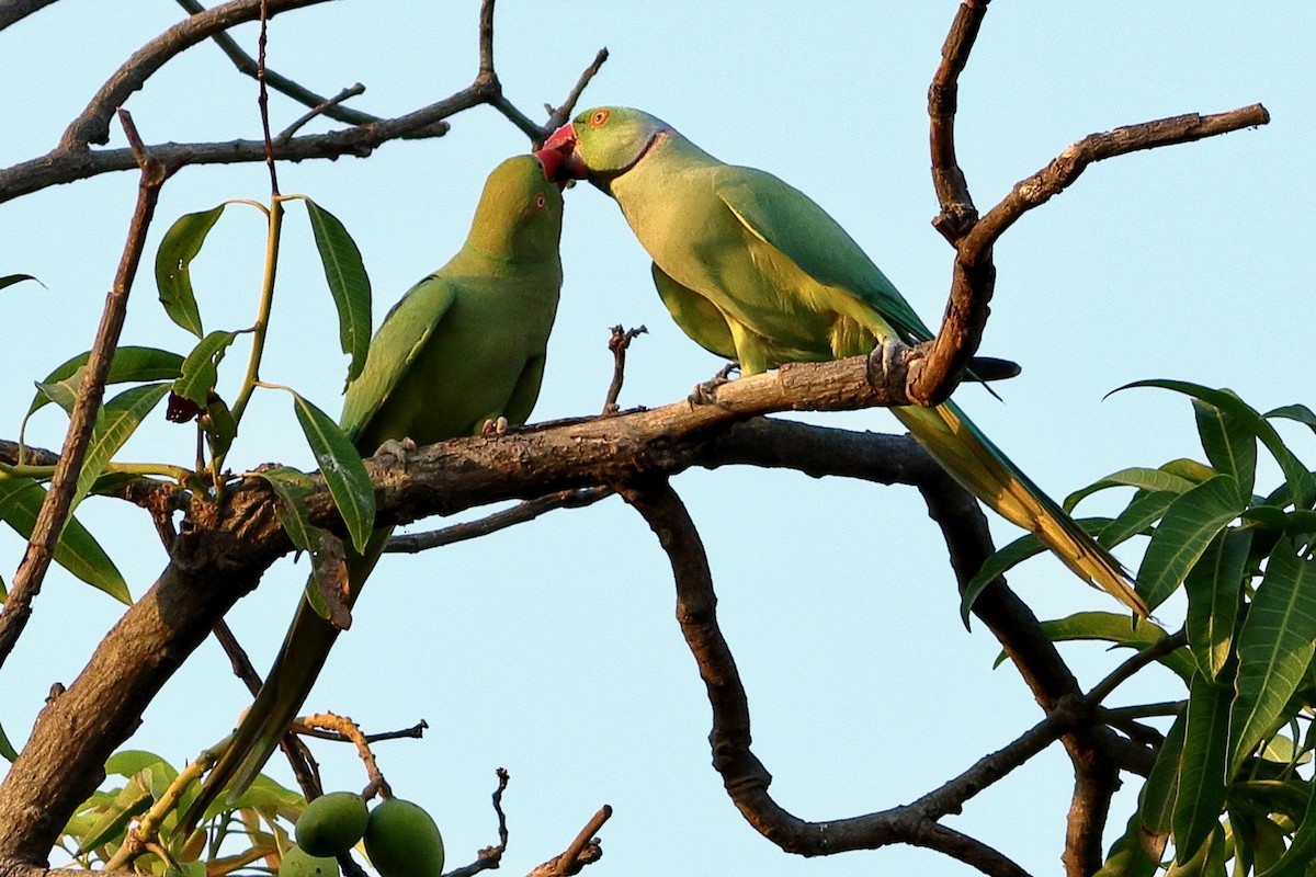 Rose-ringed Parakeet - ML617459646