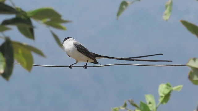 Fork-tailed Flycatcher - ML617459675