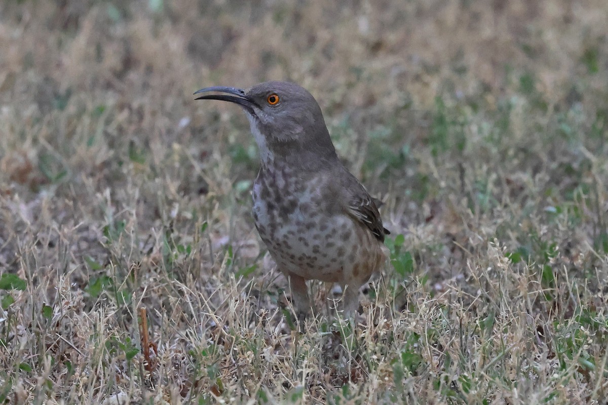 Curve-billed Thrasher - ML617459692