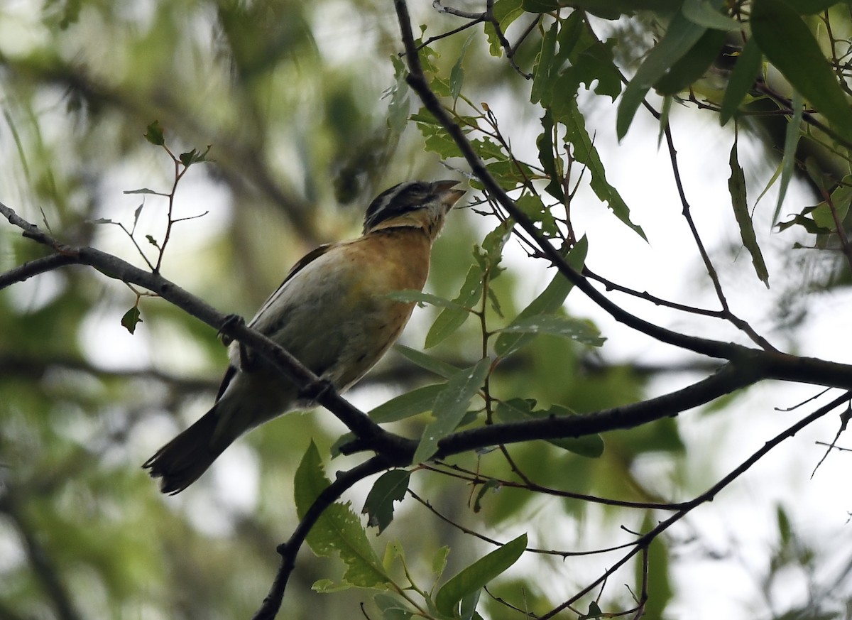 Black-headed Grosbeak - ML617459700