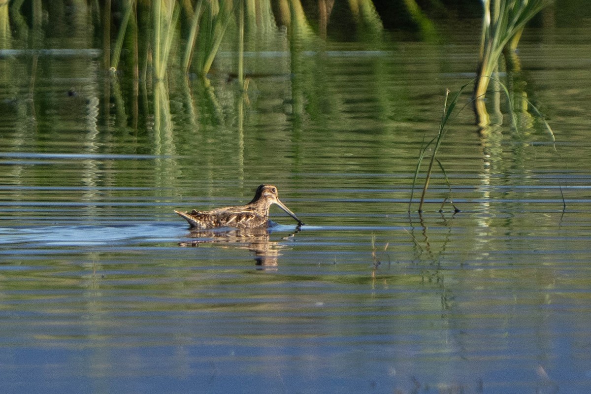 Wilson's Snipe - Hanna Zhao