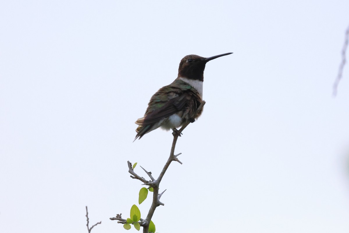 Black-chinned Hummingbird - ML617459713