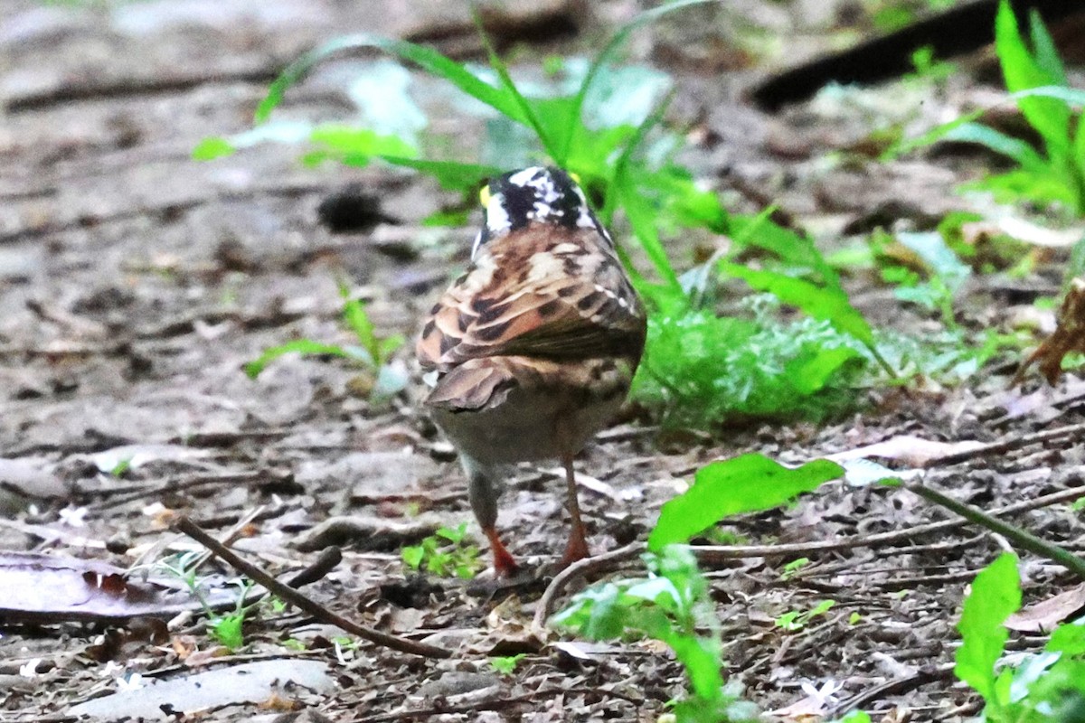 Yellow-browed Bunting - ML617459727