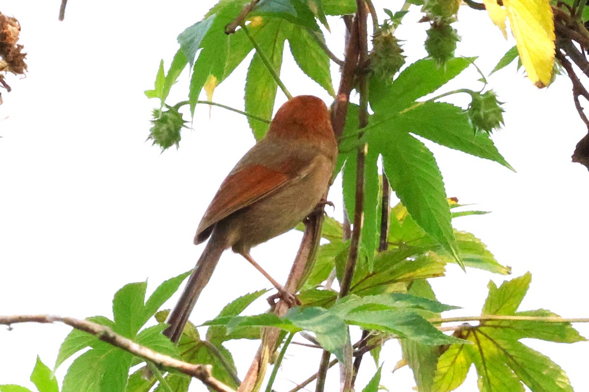 Vinous-throated Parrotbill - Mei-Luan Wang