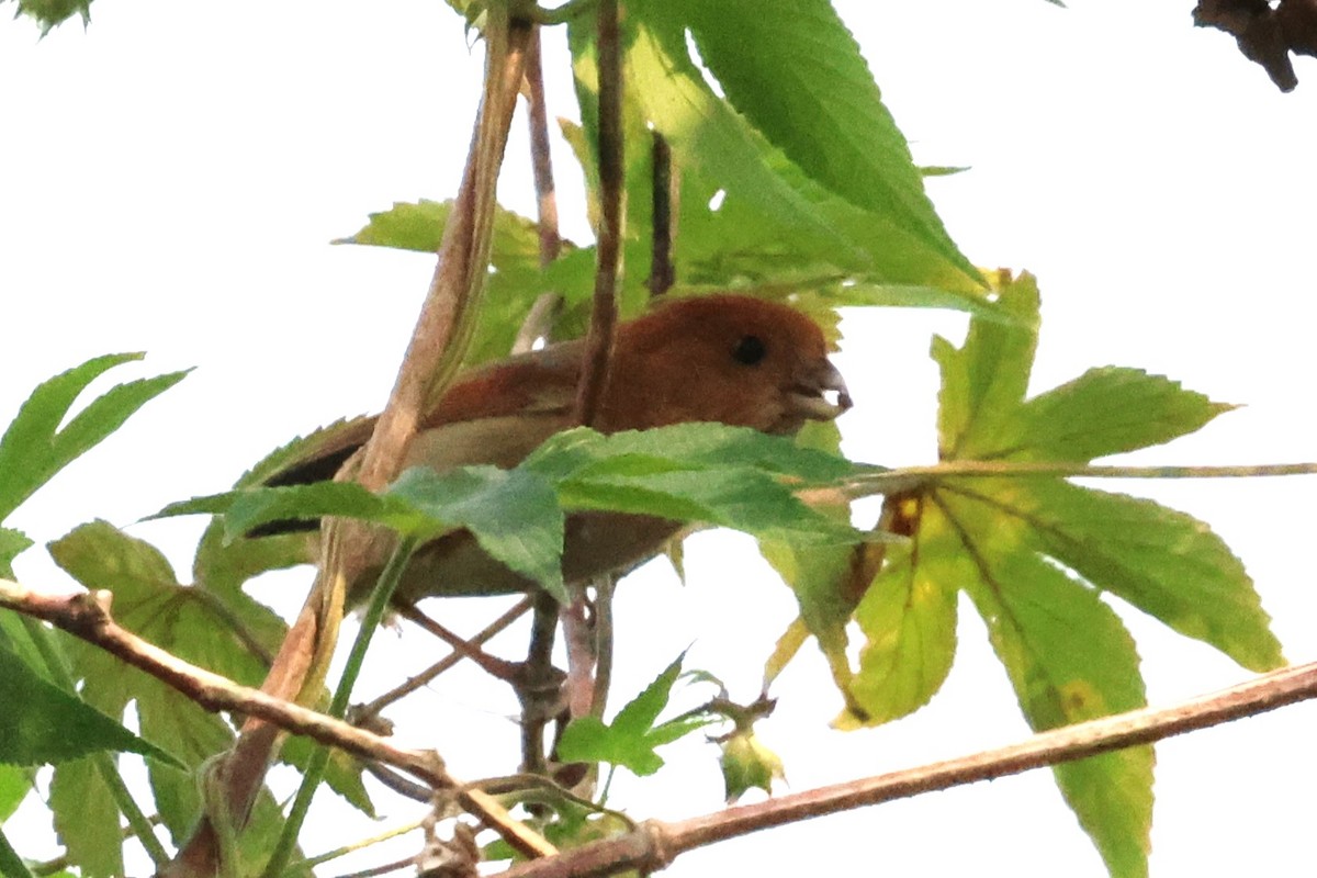 Vinous-throated Parrotbill - Mei-Luan Wang