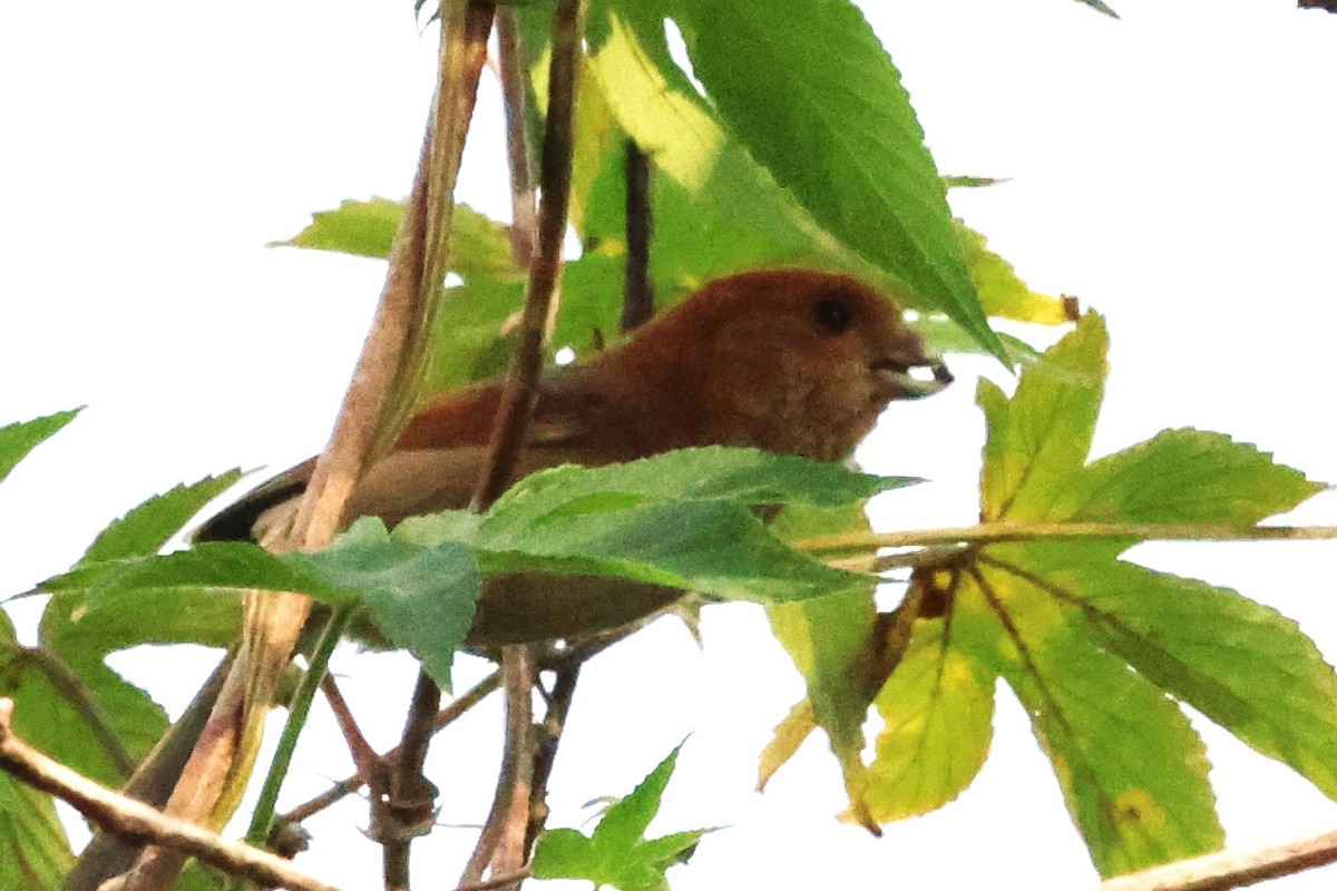 Vinous-throated Parrotbill - ML617459738