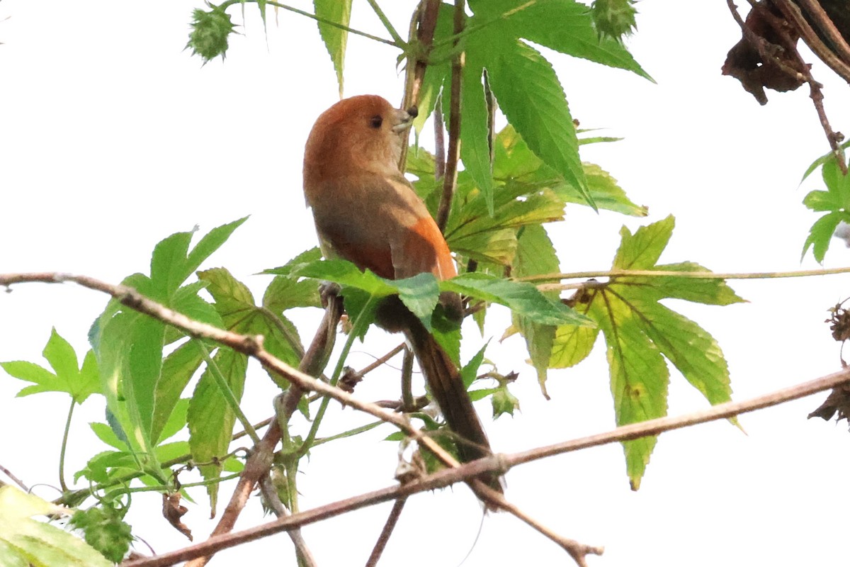 Vinous-throated Parrotbill - Mei-Luan Wang