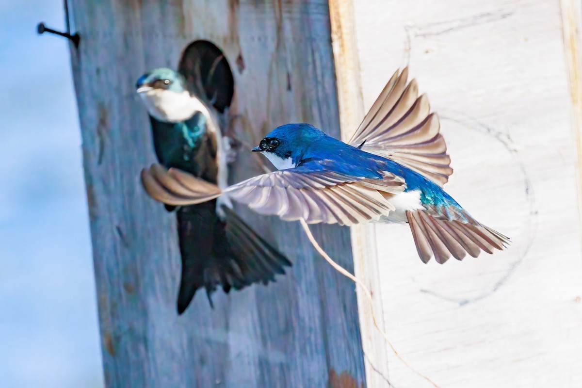 Golondrina Bicolor - ML617459765