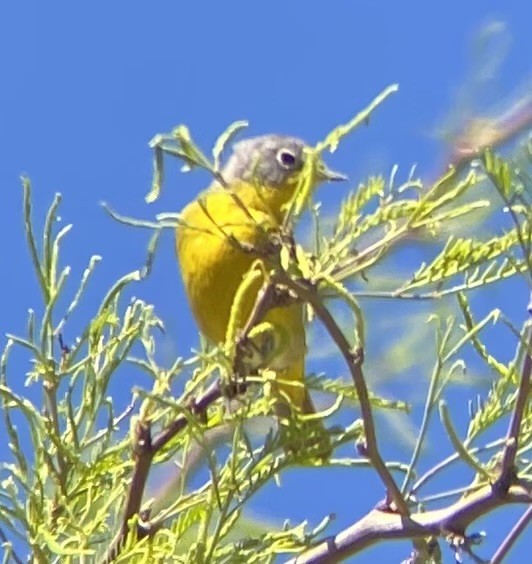 Nashville Warbler - ML617459812