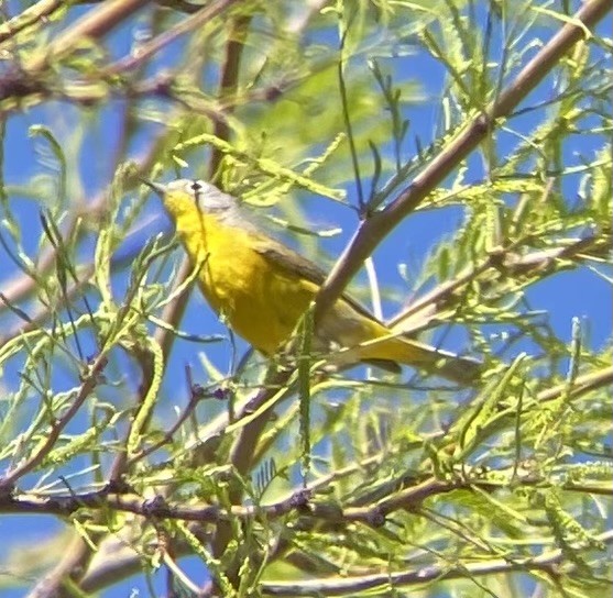 Nashville Warbler - ML617459824