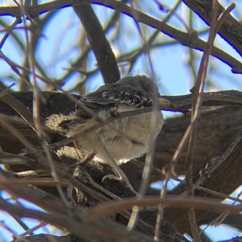 Northern Mockingbird - ML617459854