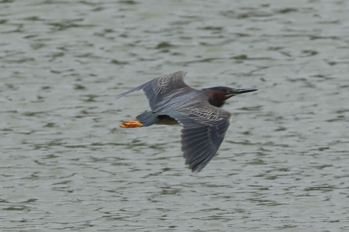 Green Heron - ML617459866