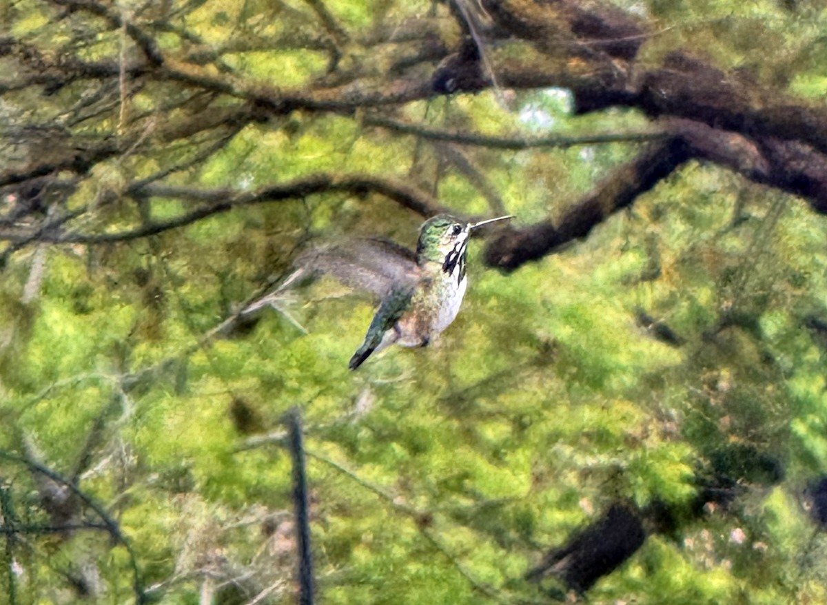 Colibrí Calíope - ML617459869