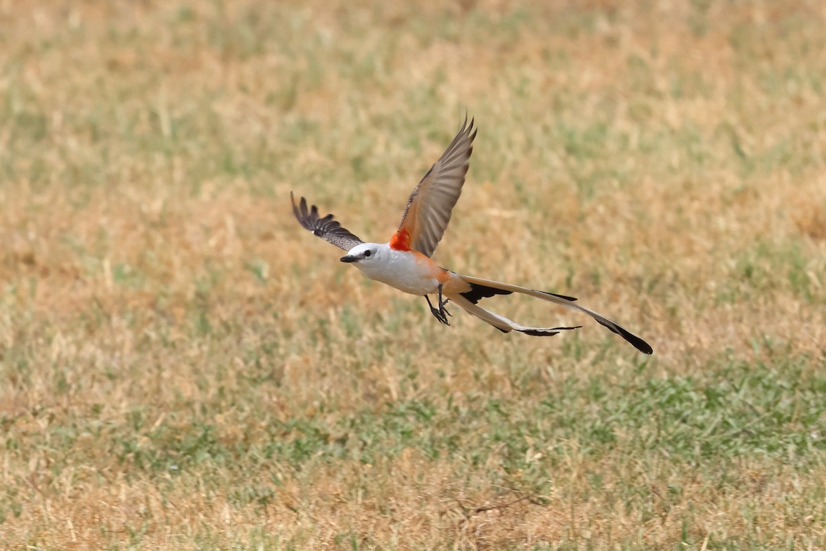 Scissor-tailed Flycatcher - Keith Pflieger